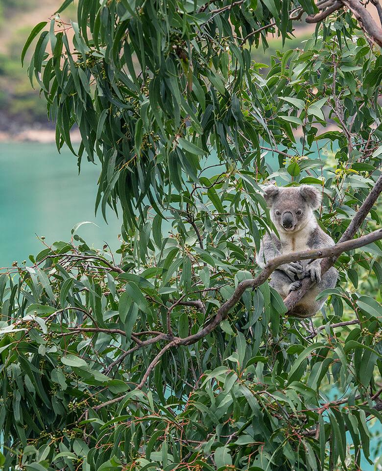 Australian Forest