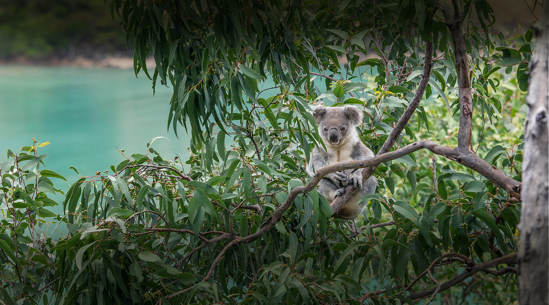 Hub Australian Forest