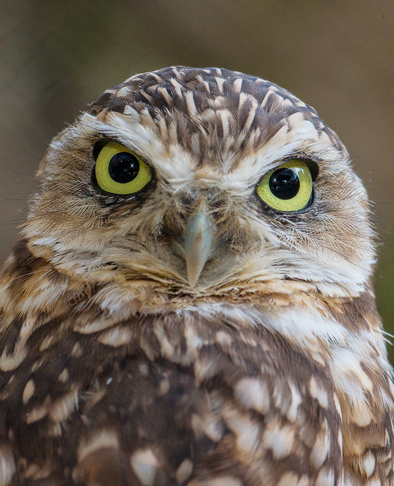 Burrowing Owl