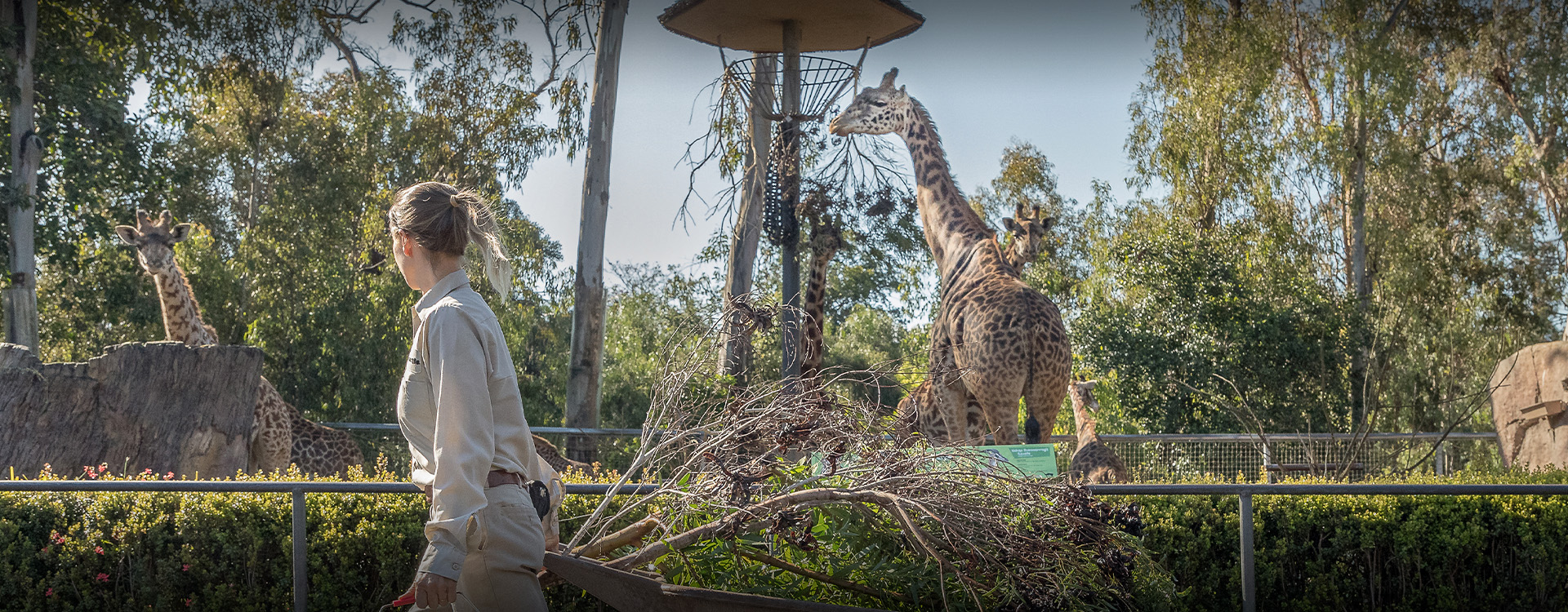 caretaker passing by giraffes