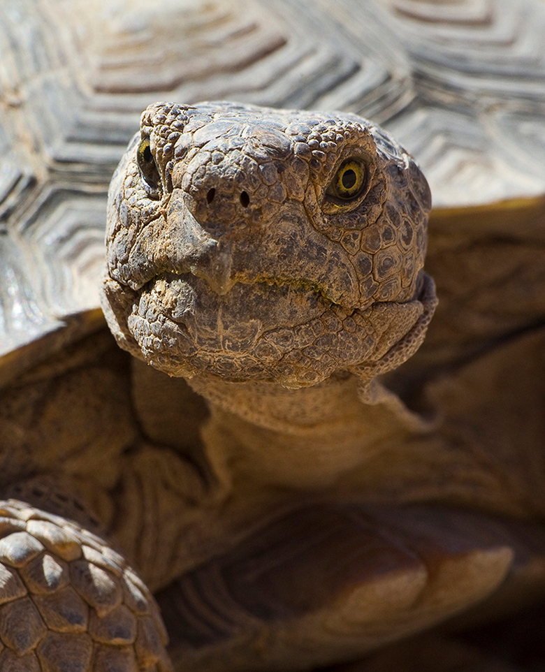 Desert Tortoise