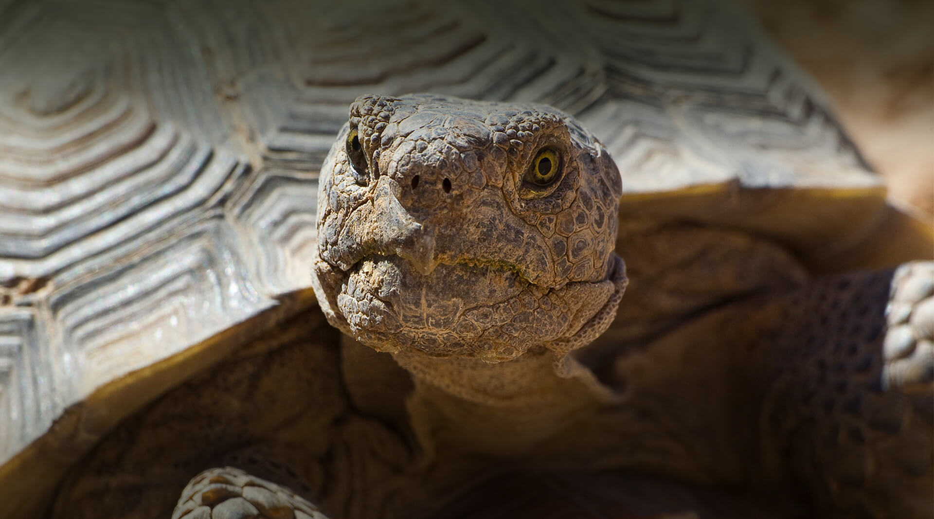 Desert Tortoise