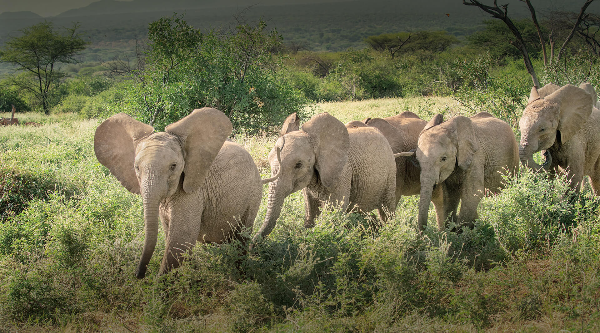 African Elephant