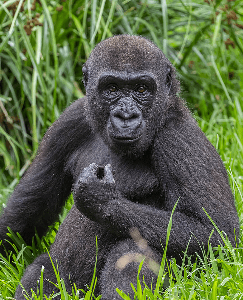 gorilla