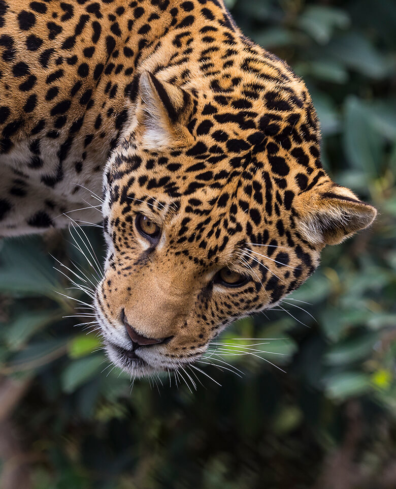 Jaguar