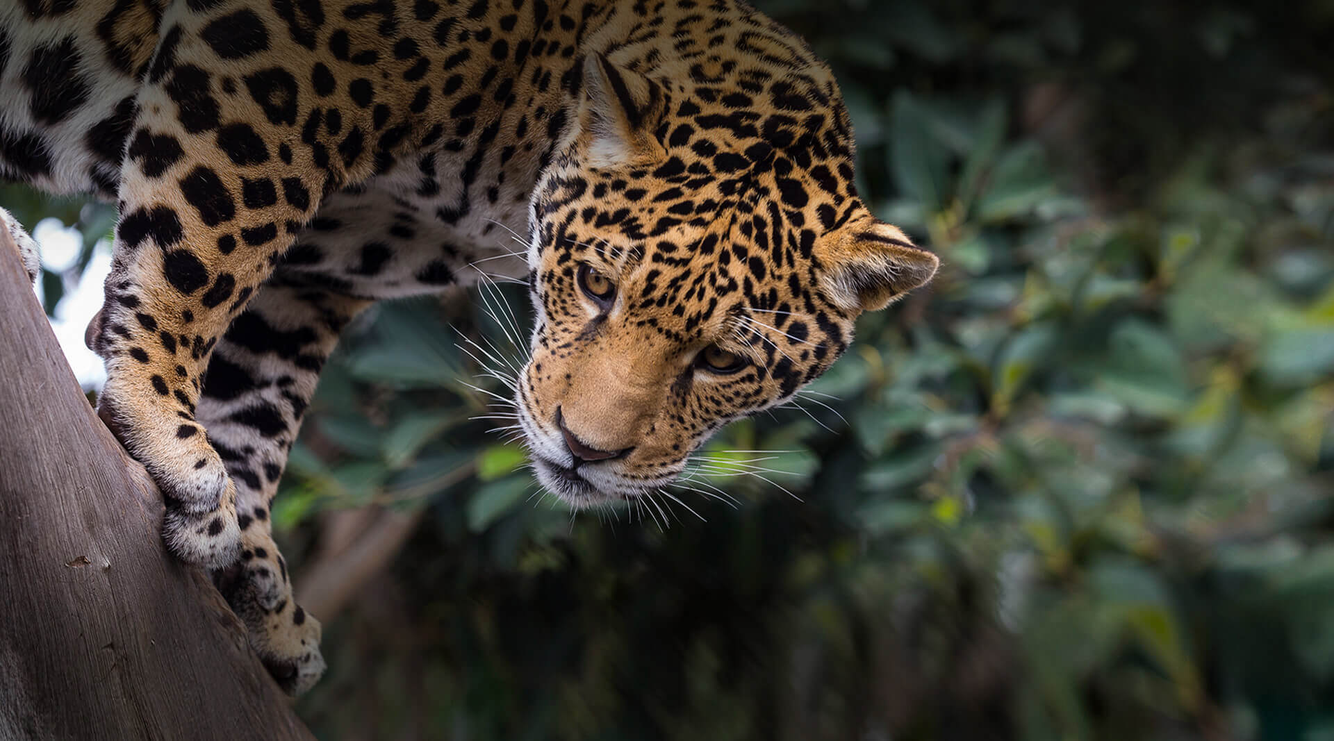  Jaguar