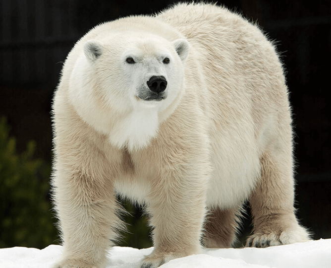 polar bear